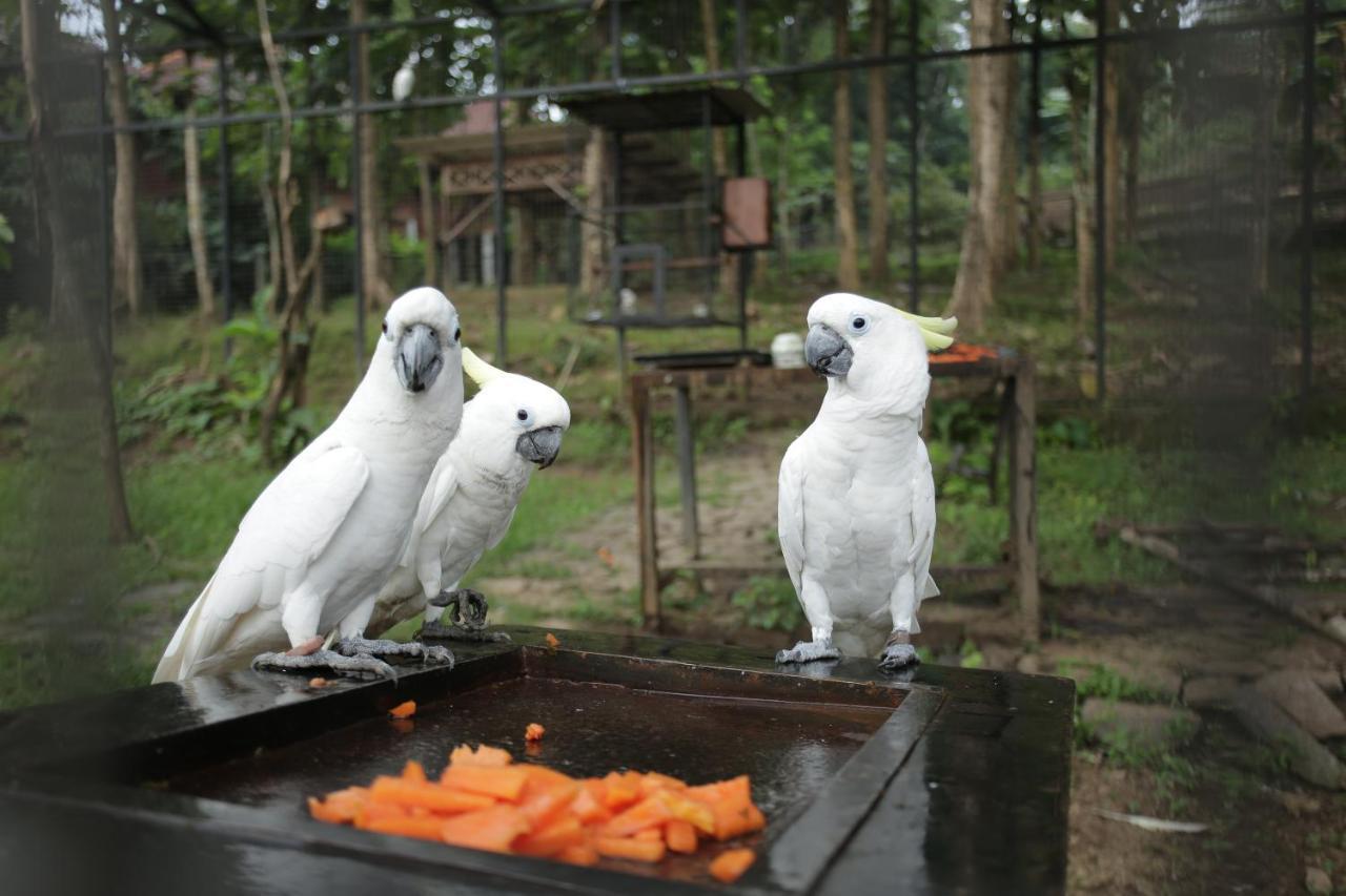 Kasuari Exotic Resort Magelang Exteriér fotografie